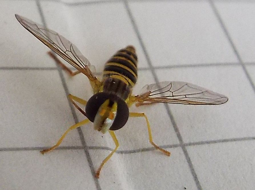 Sphaerophoria sp. femmina (Syrphidae)